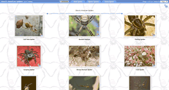 Desktop Screenshot of americanspiders.zacharoo.com