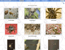 Tablet Screenshot of americanspiders.zacharoo.com